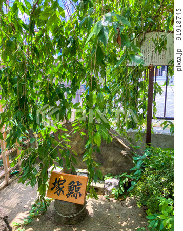 東京品川・利田神社の鯨塚・鯨碑 東京品川・利田神社の鯨塚・鯨碑 91918745