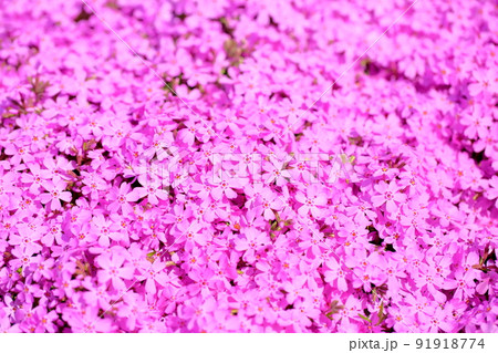 芝桜の花 芝桜の花 91918774