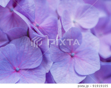 ムラサキ色の紫陽花 91919105