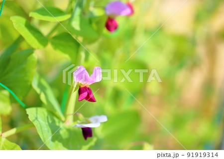 エンドウの花　ツタンカーメン 91919314