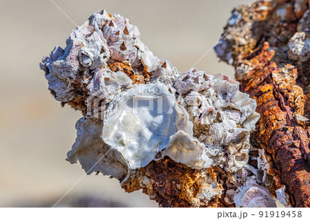 Barnacles on top of an old and rusty anchor. 91919458