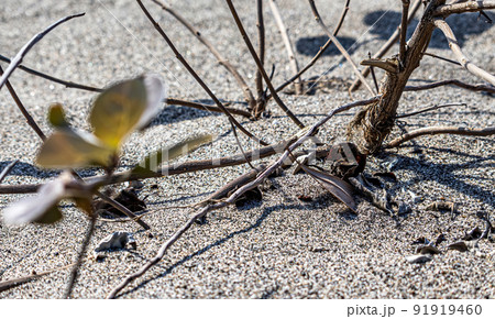 A dead and dried out plant. 91919460
