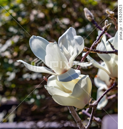 Closeup of several magnolia flowers. 91920925