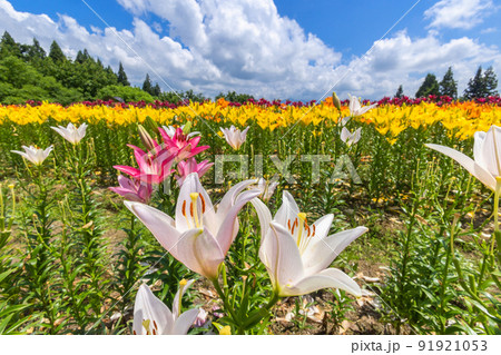 夏のユリ園 夏のユリ園 91921053