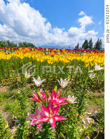 夏のゆり園(縦) 夏のゆり園(縦) 91921054