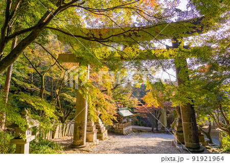 滋賀県多賀町 秋の胡宮神社の鳥居 滋賀県多賀町 秋の胡宮神社の鳥居 91921964