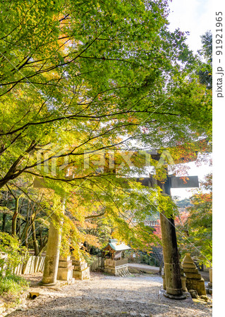 滋賀県多賀町 秋の胡宮神社の鳥居 滋賀県多賀町 秋の胡宮神社の鳥居 91921965