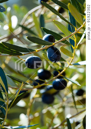 Growing black olives in orchard 91922302