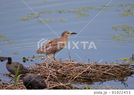 ホシゴイ/ゴイサギの幼鳥 ホシゴイ/ゴイサギの幼鳥 91922453