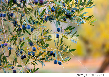 Closeup of olive tree branches with ripe black olives on plantation 91922716