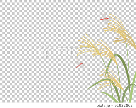 ススキと赤とんぼ_フレーム 91922862