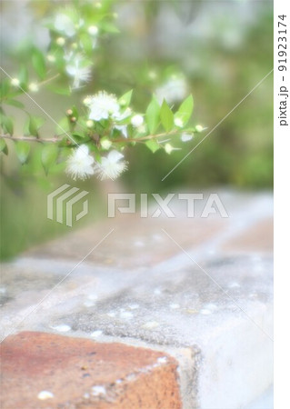 レンガ塀に咲く白い花（ソフトフォーカス） 91923174