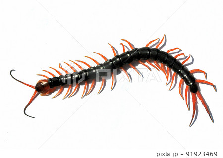 オオムカデを白バックで撮った 91923469