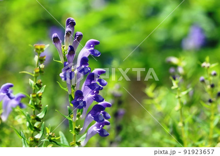 夏の花 コガネバナ(黄金花) 夏の花 コガネバナ(黄金花) 91923657
