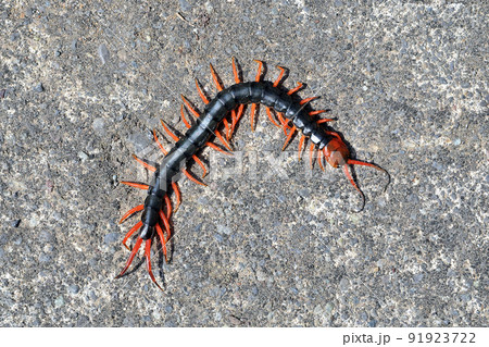 オオムカデをコンクリート背景で撮った 91923722