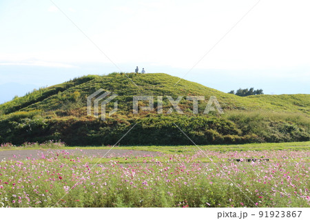 秋桜に彩られた高崎市二子山古墳 秋桜に彩られた高崎市二子山古墳 91923867
