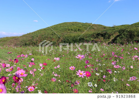 秋桜に彩られた高崎市二子山古墳 91923868