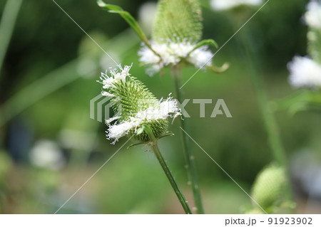 面白い形をしたラシャカキグサ(羅紗掻草)の花 面白い形をしたラシャカキグサ(羅紗掻草)の花 91923902