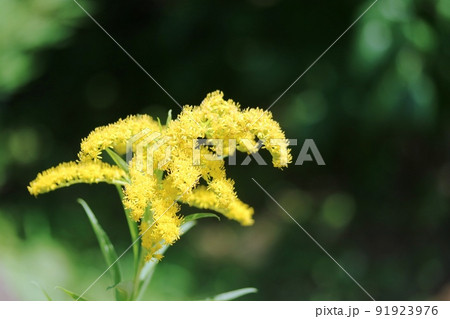 この黄色い花は オオアワダチソウ（大泡立草） 91923976