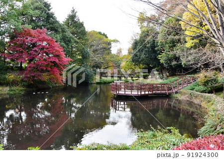 神奈川県相模原市 道保川公園水鳥の池と紅葉 神奈川県相模原市 道保川公園水鳥の池と紅葉 91924300