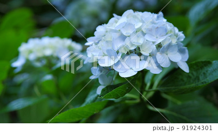 市民公園の紫陽花 市民公園の紫陽花 91924301