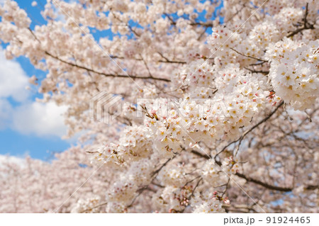 満開の桜と青空 春イメージ ソメイヨシノ 日本の春 満開の桜と青空 春イメージ ソメイヨシノ 日本の春 91924465