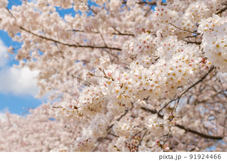 満開の桜と青空 春イメージ ソメイヨシノ 日本の春 満開の桜と青空 春イメージ ソメイヨシノ 日本の春 91924466