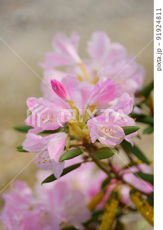 しゃくなげ 91924811