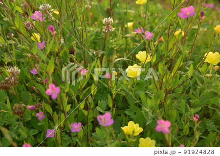 春から夏にかけて、河原や農道、田んぼの畔に咲くコマツヨイグサとユウゲショウ 91924828