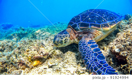 沖縄 阿嘉島のアオウミガメ 水中写真 沖縄 阿嘉島のアオウミガメ 水中写真 91924994