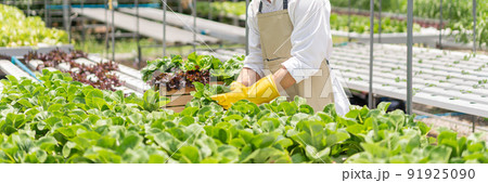 Hydroponic vegetable concept, Young Asian man picking fresh cos lettuce in hydroponic farm Hydroponic vegetable concept, Young Asian man picking fresh cos lettuce in hydroponic farm 91925090