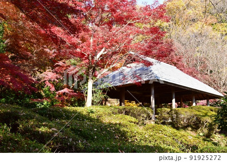 町田市薬師池公園色彩の杜　ぼたん園奥庭の休憩所と紅葉 91925272