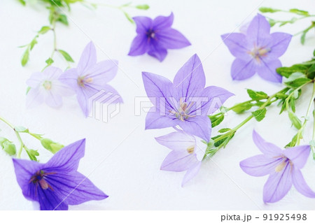 桔梗のフレーム 91925498