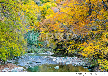 青森県 紅葉の白神山地 ~暗門渓谷ルート~ 青森県 紅葉の白神山地 ~暗門渓谷ルート~ 91925527