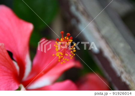 花 フラワー お花 91926014