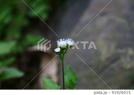 花 フラワー お花 91926015