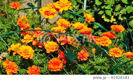 野原に咲いたオレンジ色の可愛い花です。 91926181