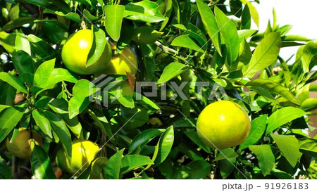 オレンジに色づき始めた蜜柑です。 91926183