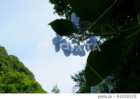 市民公園の紫陽花 市民公園の紫陽花 91926529