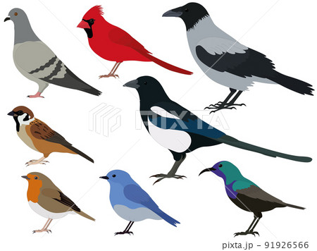 Common birds types collection vector illustration 91926566