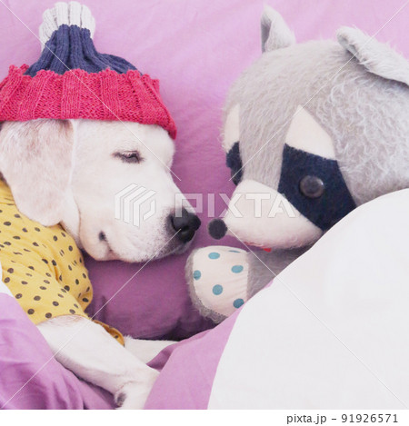 ぬいぐるみとお昼寝のビーグル犬 ぬいぐるみとお昼寝のビーグル犬 91926571