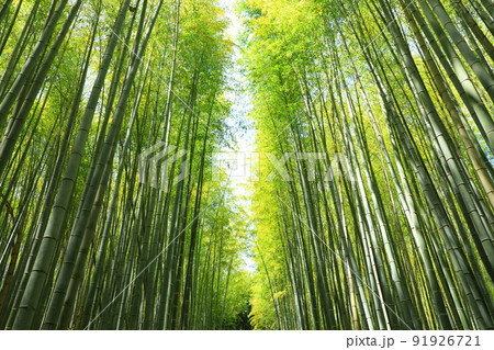 初夏の嵯峨野 竹林の道 初夏の嵯峨野 竹林の道 91926721
