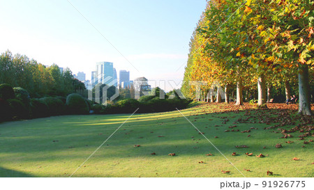 秋の木々と葉の風景 秋の木々と葉の風景 91926775