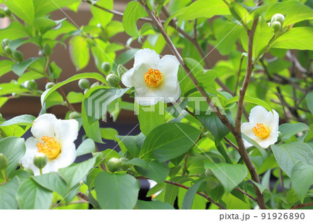 可憐な夏椿（ナツツバキ）の花 91926890