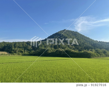 稲が伸びてきた水田とかぶと山 京丹後市久美浜 稲が伸びてきた水田とかぶと山 京丹後市久美浜 91927016