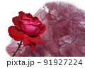 一輪の赤い薔薇と、薄布。背景白。 91927224
