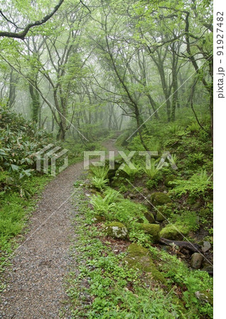 道後山登山道　霧の中 91927482