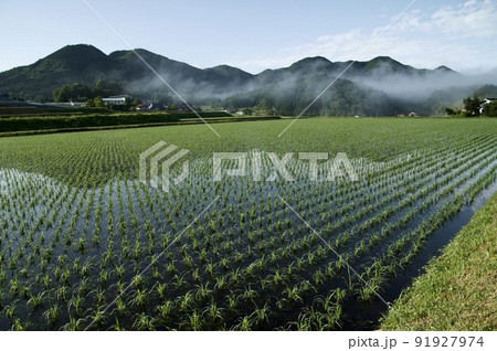 三河内の棚田　朝霧　つなぐ棚田遺産 91927974