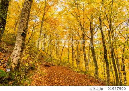青森県 紅葉の白神山地　～ブナ林散策道～ 91927990