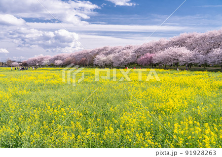 《埼玉県》満開の桜と菜の花・春の権現堂桜堤 91928263